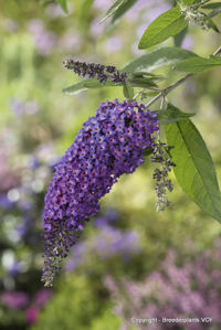 Bild von Buddleja